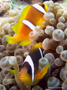 Anemonefish, Amphiprion bicinctus. Marsa Alam. Canon G10 ... by Bea & Stef Primatesta 